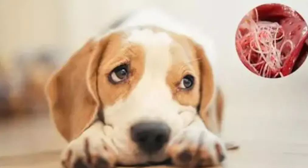 Filariosi Canina: Una Sfida per la Salute del Cane