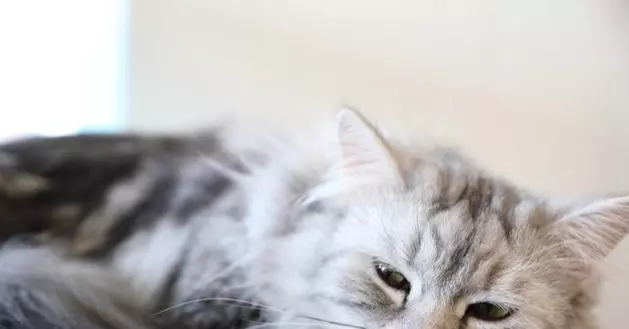 La Filariosi Felina: Proteggere i Nostri Amici a Quattro Zampe