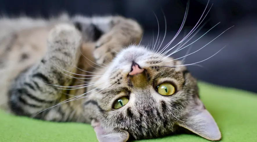 Lotta a Pulci e Zecche nel Gatto