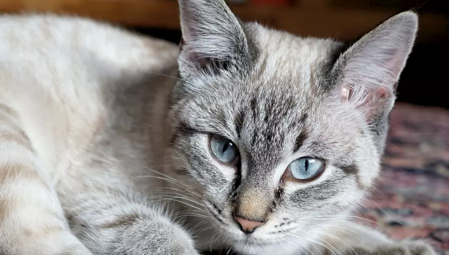 Come Raccogliere le Urine del Gatto per Analisi Accurate