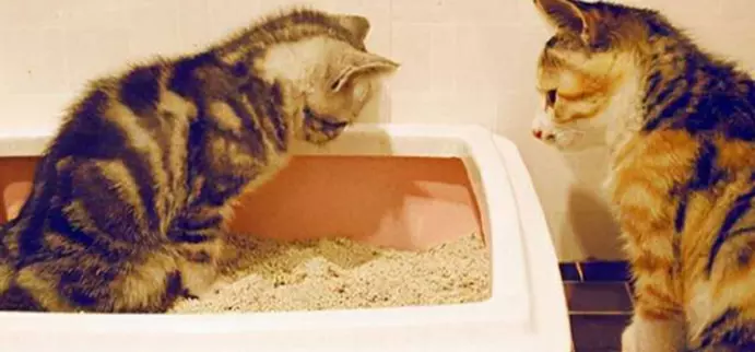 Analisi delle feci del gatto: un approccio completo per la salute del tuo animale domestico