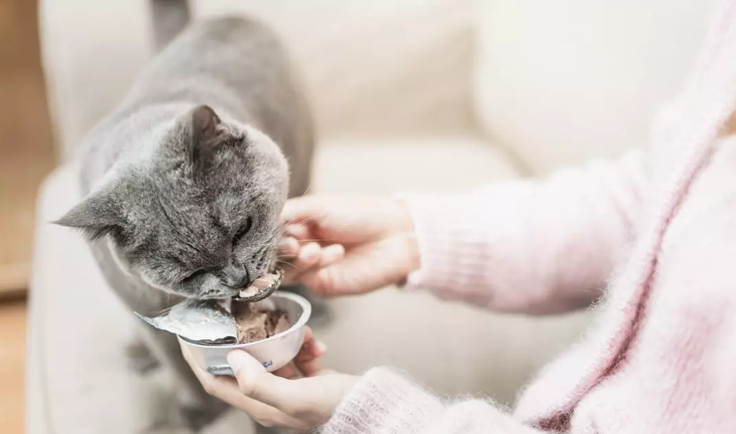 Somministrare Farmaci al Tuo Gatto: Consigli Pratici e Sicuri