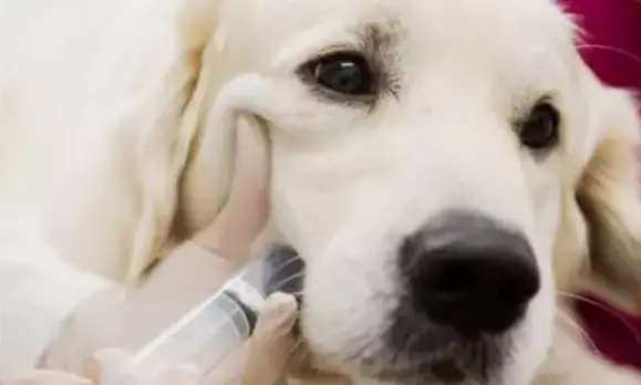 Cane: come somministrare i farmaci prescritti?