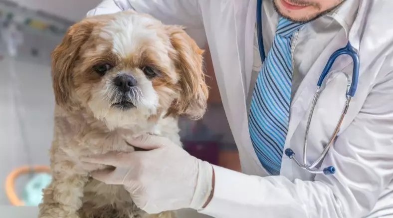 Preparare il Tuo Cane per un Intervento Chirurgico: Consigli Essenziali