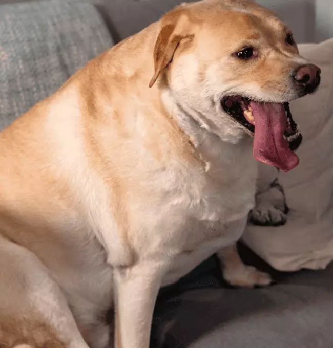 Gestione del Peso nei Cani: Prevenzione e Cura di Sovrappeso e Obesità