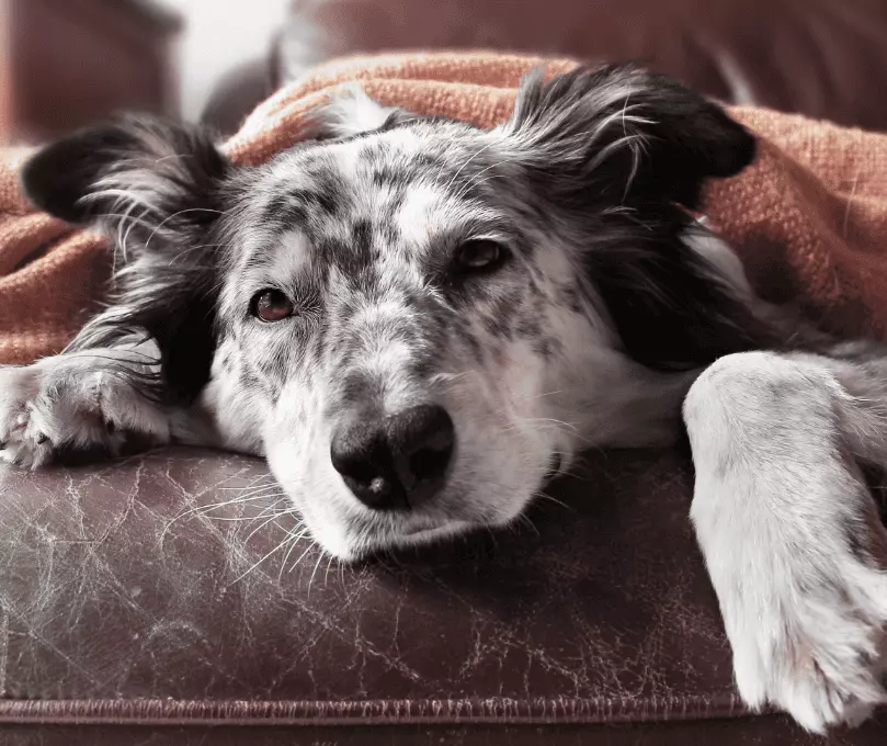 Insufficienza epatica nei cani: cause, sintomi, trattamenti e prevenzione