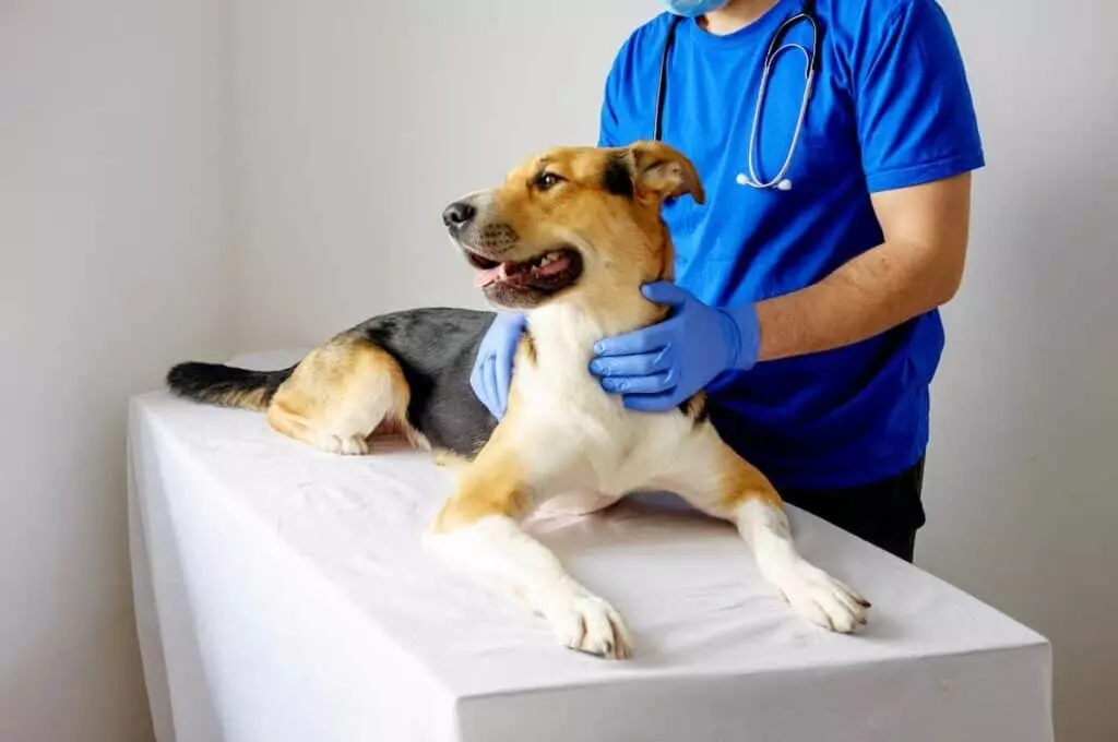 Gastrite nel Cane: Cause, Sintomi, Cura e Prevenzione Completa