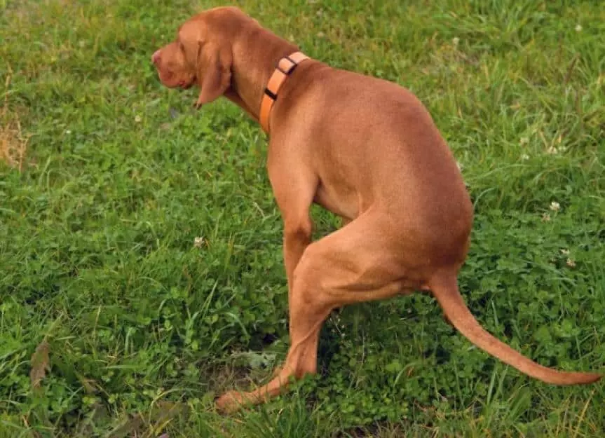 Diarrea nel cane: cause, sintomi, cura e prevenzione