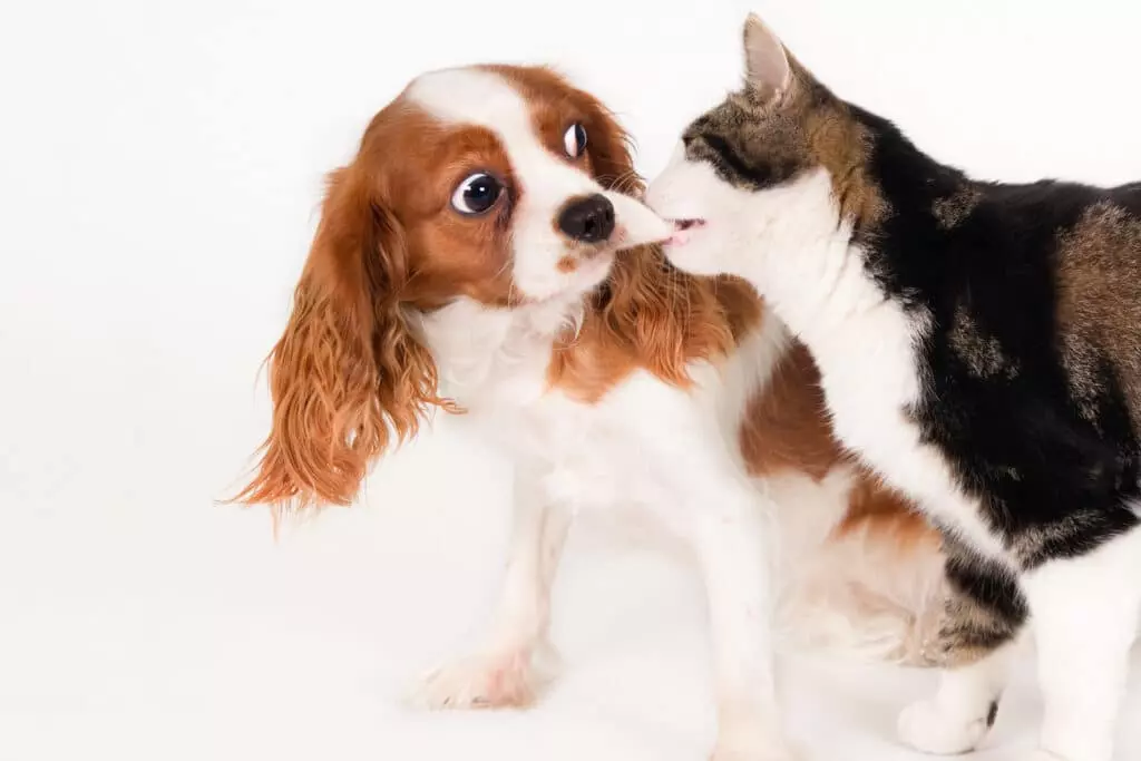Integrare un Nuovo Animale Domestico: Una Guida Completa per una Convivenza Armoniosa