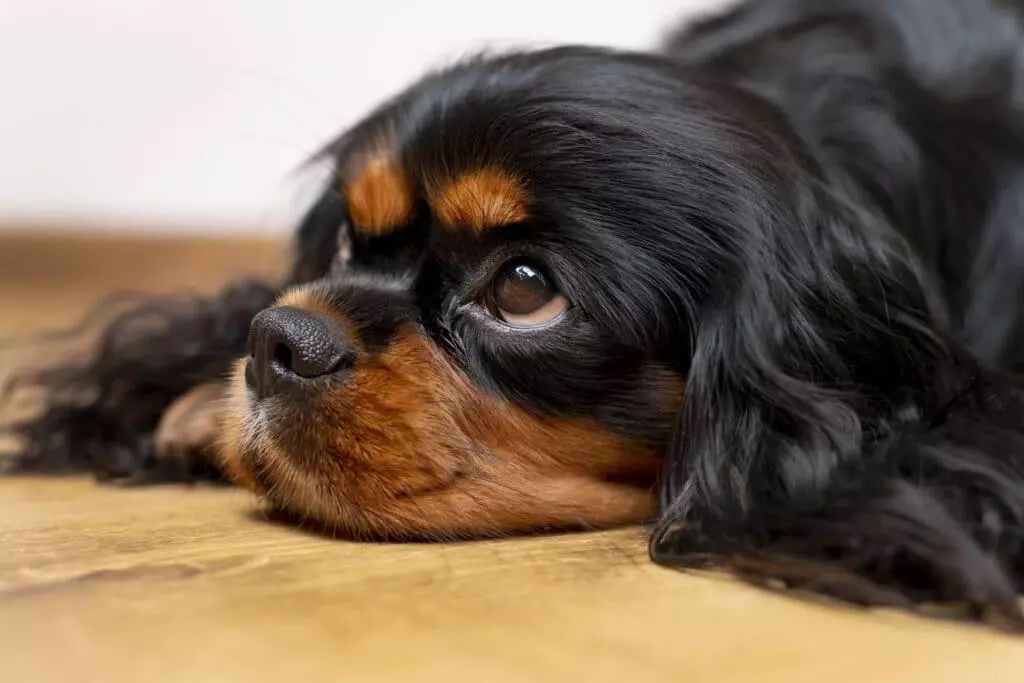 Il Significato Profondo dello Sguardo del Tuo Animale Domestico: Scienza e Connessione