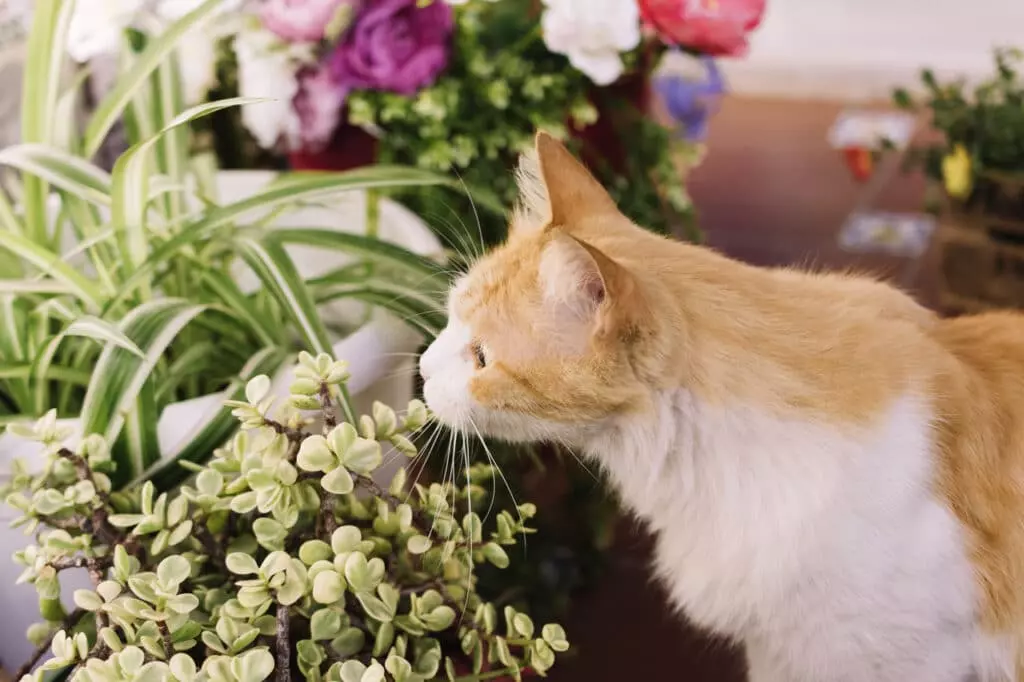 Giardino Sicuro: Guida alle Piante Non Tossiche per Cani e Gatti