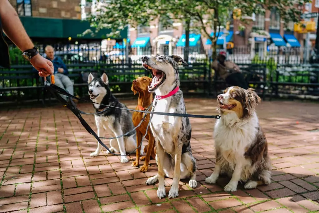 Pianificazione delle Vacanze con Animali Domestici: Guida Completa per Cani e Gatti