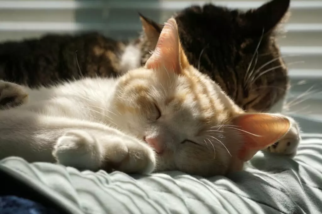 Pericoli inattesi per i gatti durante i mesi estivi: come salvaguardare il tuo amico felino