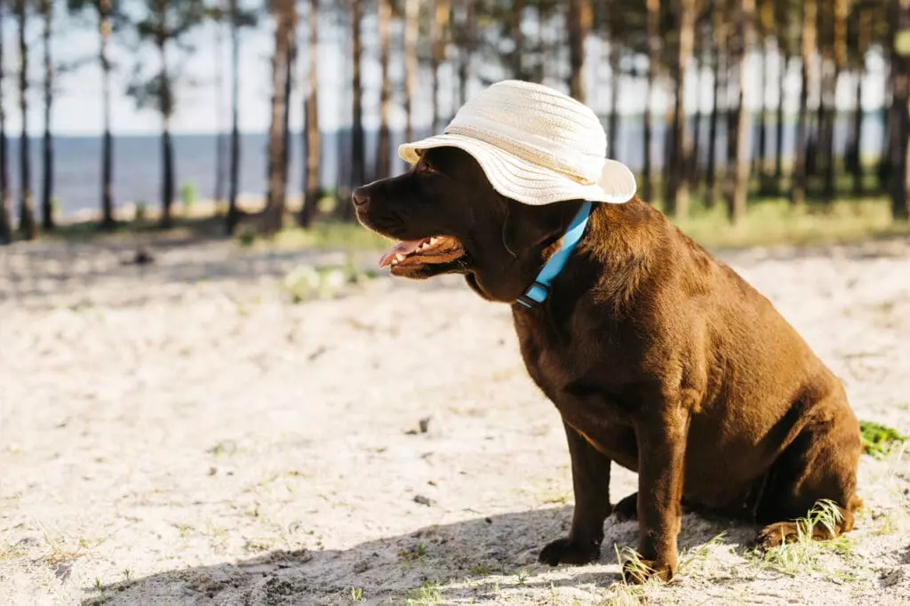 Estate con un cane: 10 errori da evitare per la sua salute