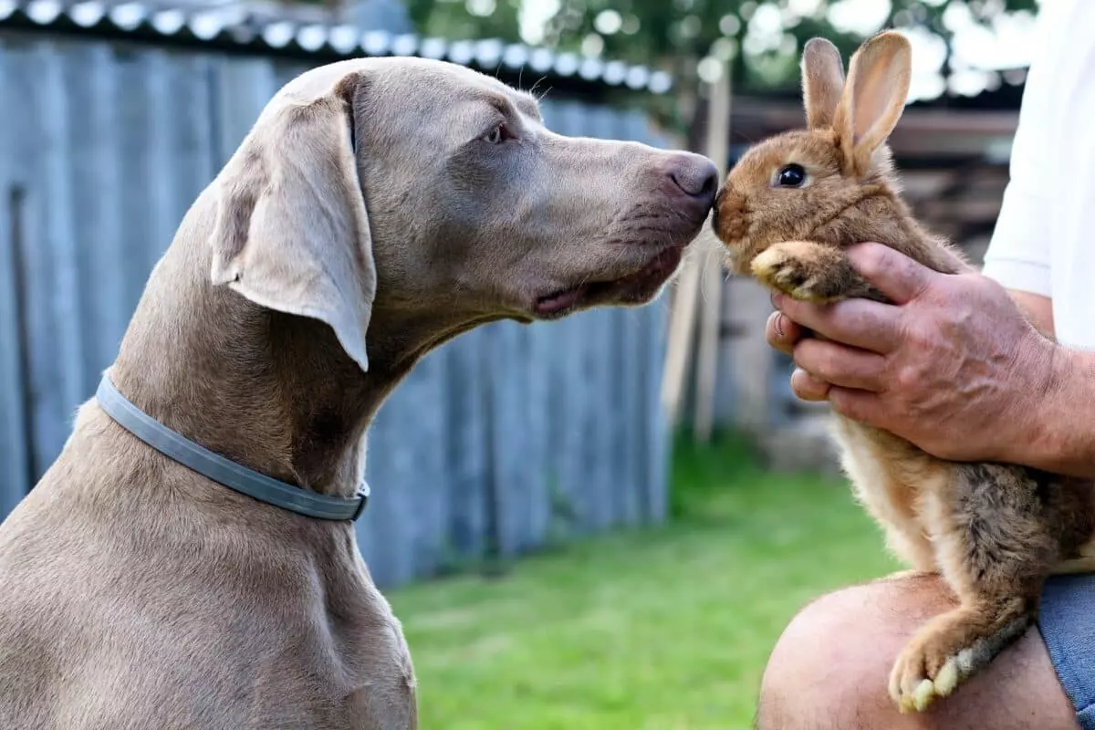 Convivenza Armoniosa: Conigli e Altri Animali Domestici in Famiglia