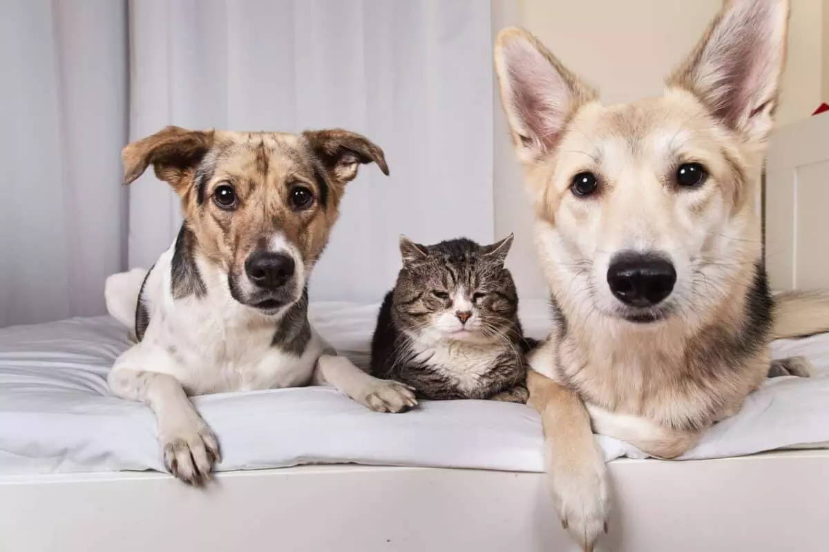 Gestire la coesistenza di animali domestici durante le vacanze