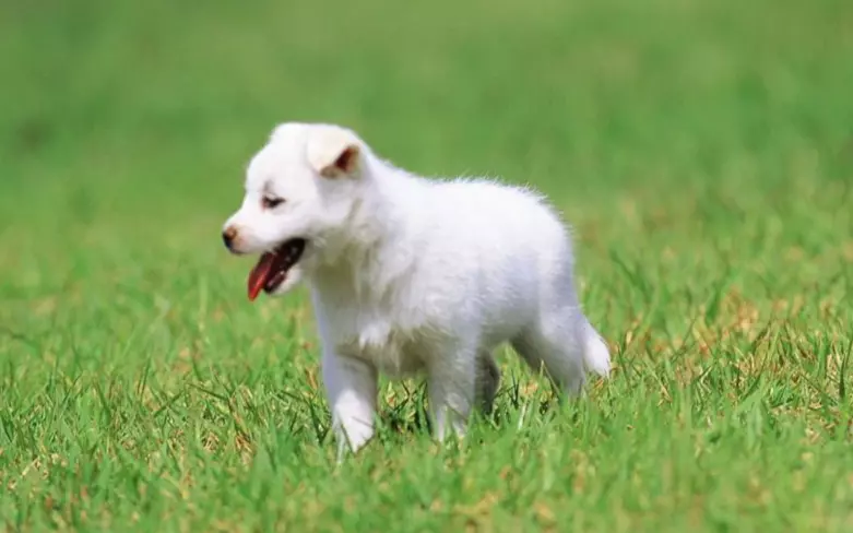 Gestire il Diabete Mellito nel Cane: Guida Completa alla Cura e all'Alimentazione