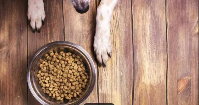 Dieta Vegetariana per Cani: Una Scelta Etica e Sostenibile?