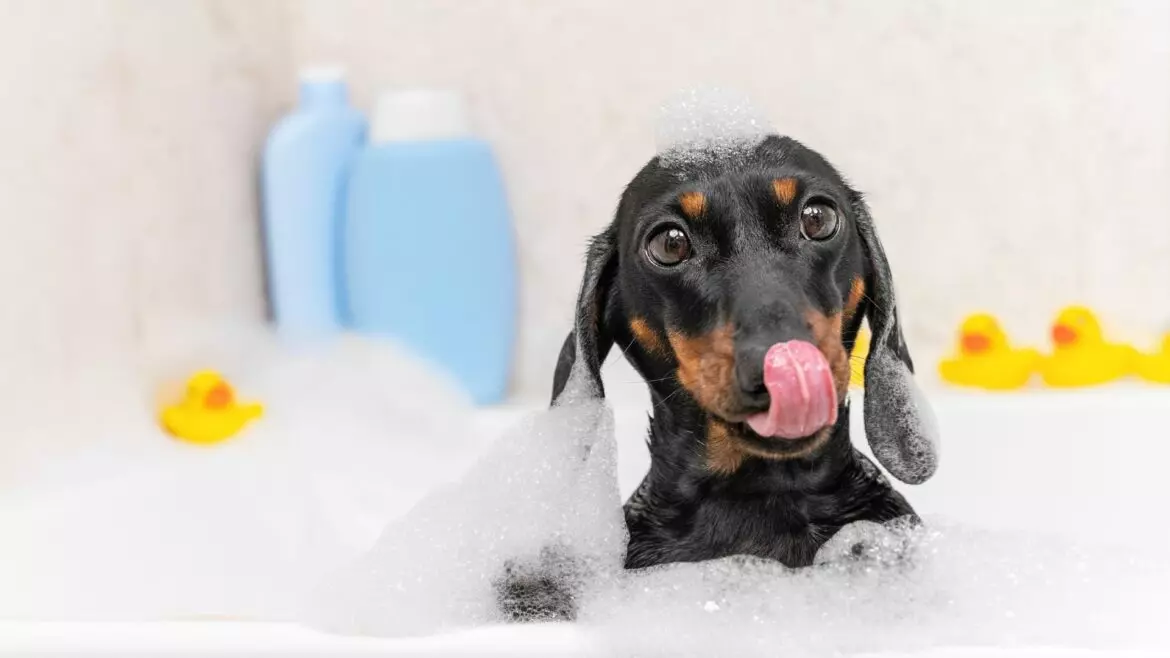 Guida Completa alla Scelta dello Shampoo Ideale per il Tuo Amico a Quattro Zampe