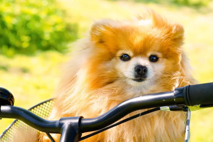 Guidare la bicicletta con il tuo amico a quattro zampe: consigli e metodi sicuri
