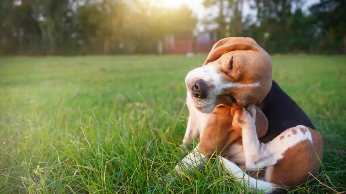 Cura e precauzioni: Accarezzare il tuo cane dopo l'applicazione dell'antiparassitario
