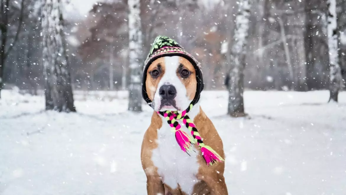 Comprendere e Proteggere i Cani dal Freddo: Guida Completa