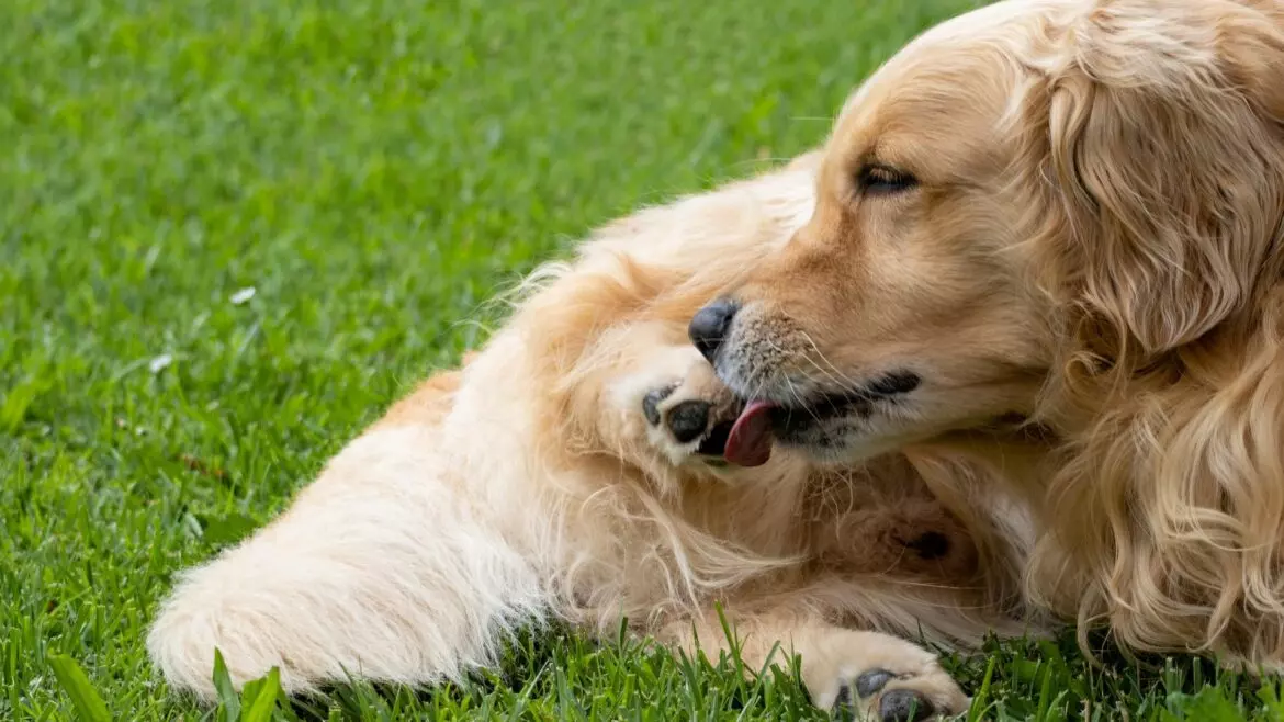 Perché il Tuo Cane si Lecca le Zampe e Quando è Necessario Preoccuparsi
