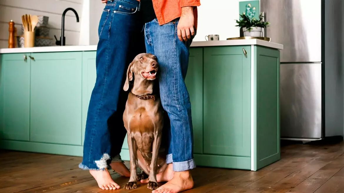 Guida per una Vita Armoniosa con il Cane in Appartamento: Consigli e Considerazioni Essenziali