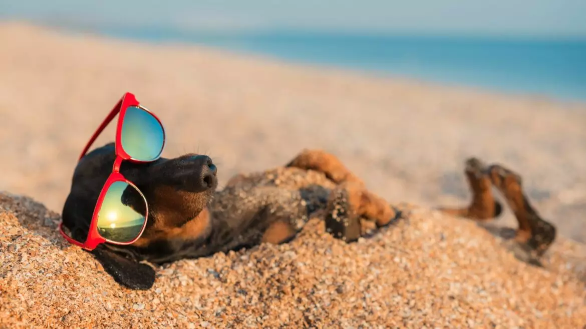 Protezione Solare per Cani: Guida Completa per l'Estate