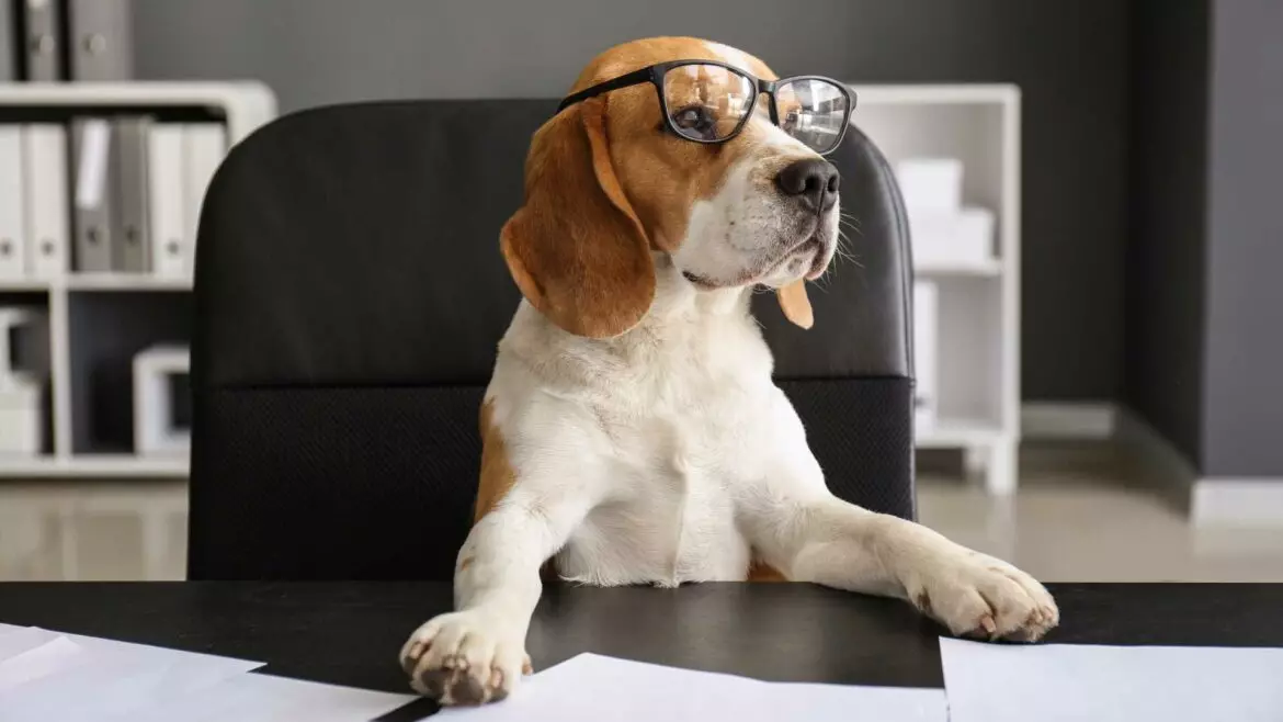 Cani in Ufficio: Benefici, Normative e Consigli per un Ambiente Lavorativo Armonioso