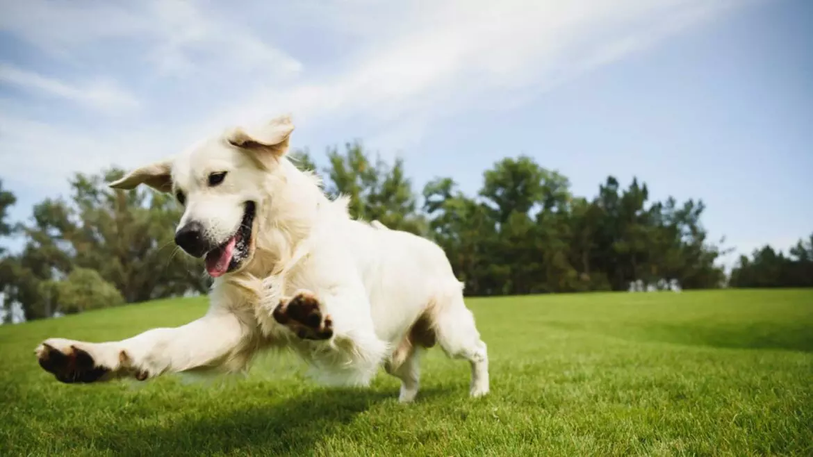 Cani e il loro legame con l'ambiente: un'analisi approfondita