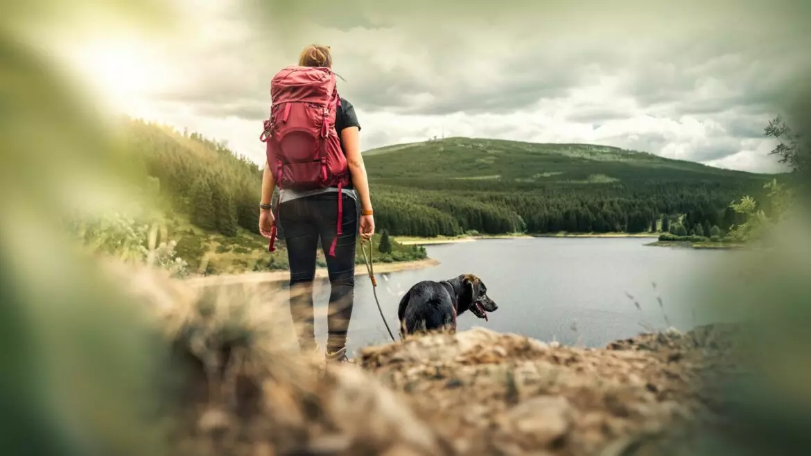 Cani in Montagna: Guida Completa per un'Avventura Sicura e Responsabile