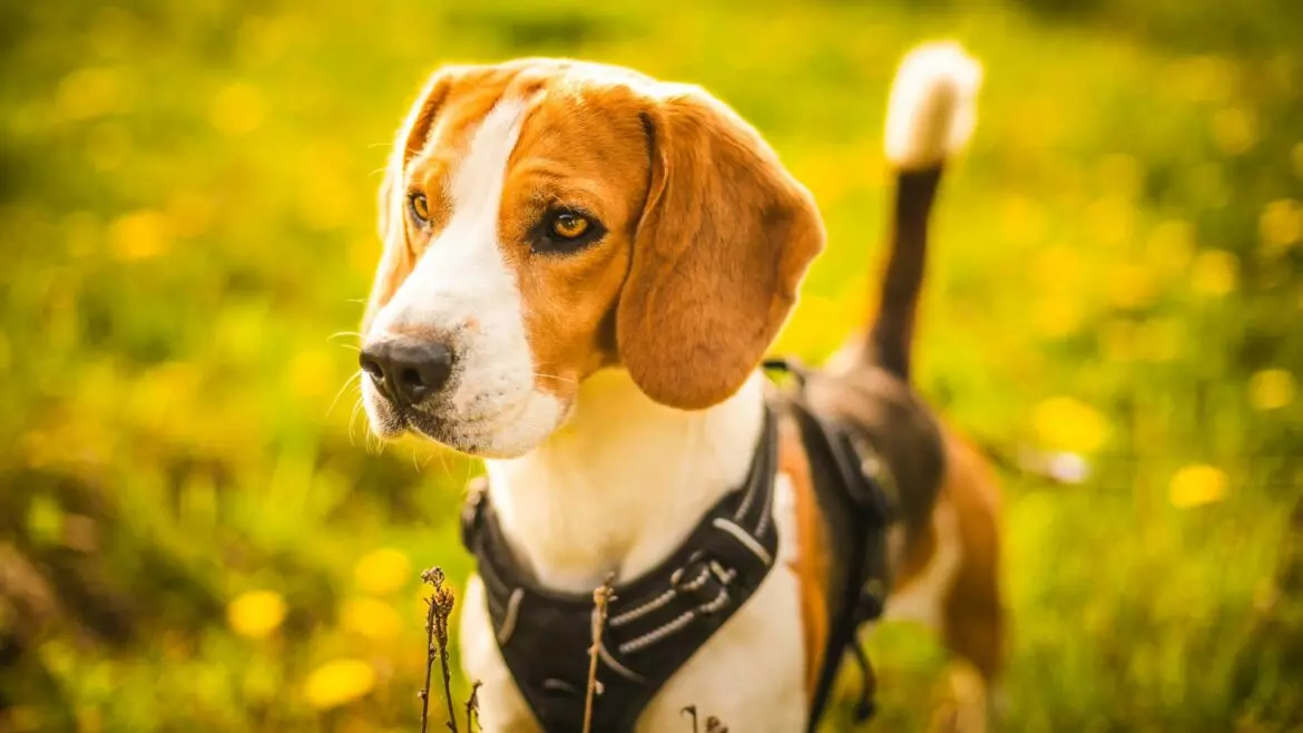Guinzagli e Pettorine per Cani: Guida alla Scelta Giusta
