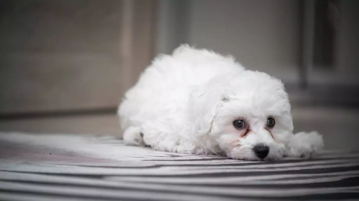 Affrontare le macchie lacrimali nei cani: Una guida completa