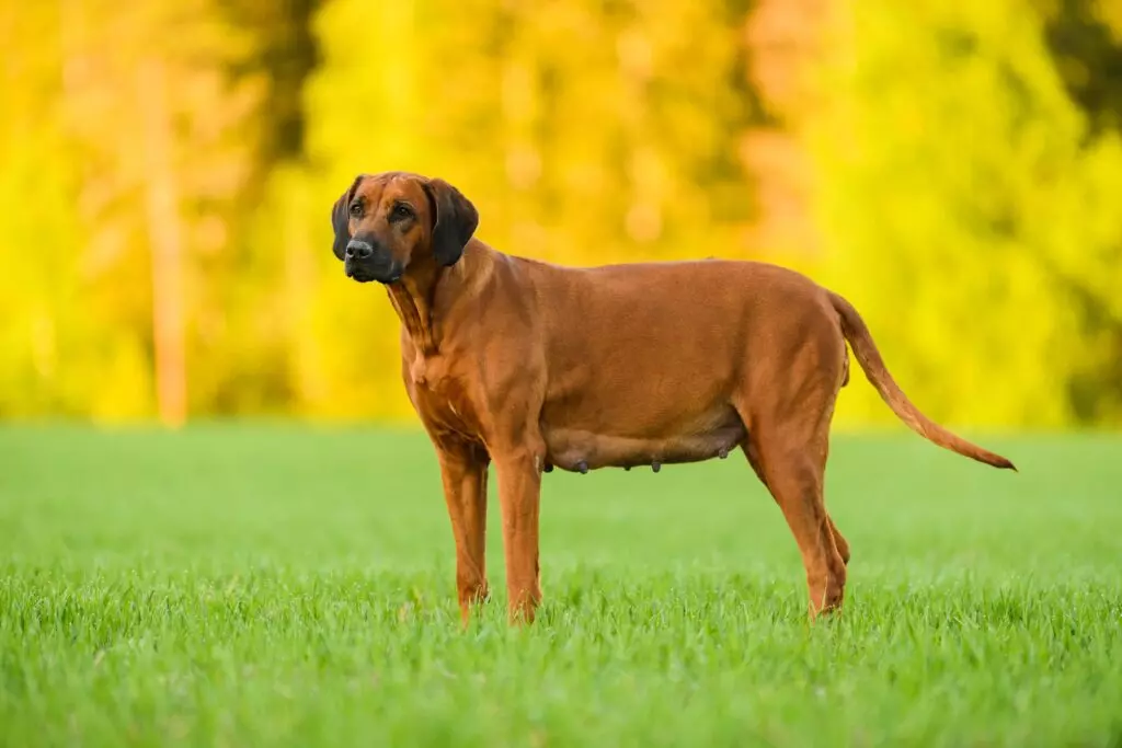 Alimentazione Canina in Gravidanza: Guida Completa per il Benessere Materno e Fetale