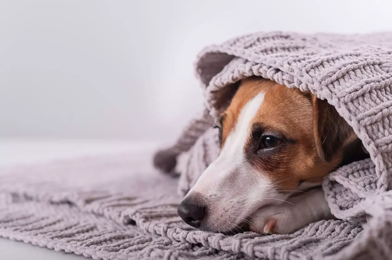 Gestire il vomito del cane: un approccio nutrizionale