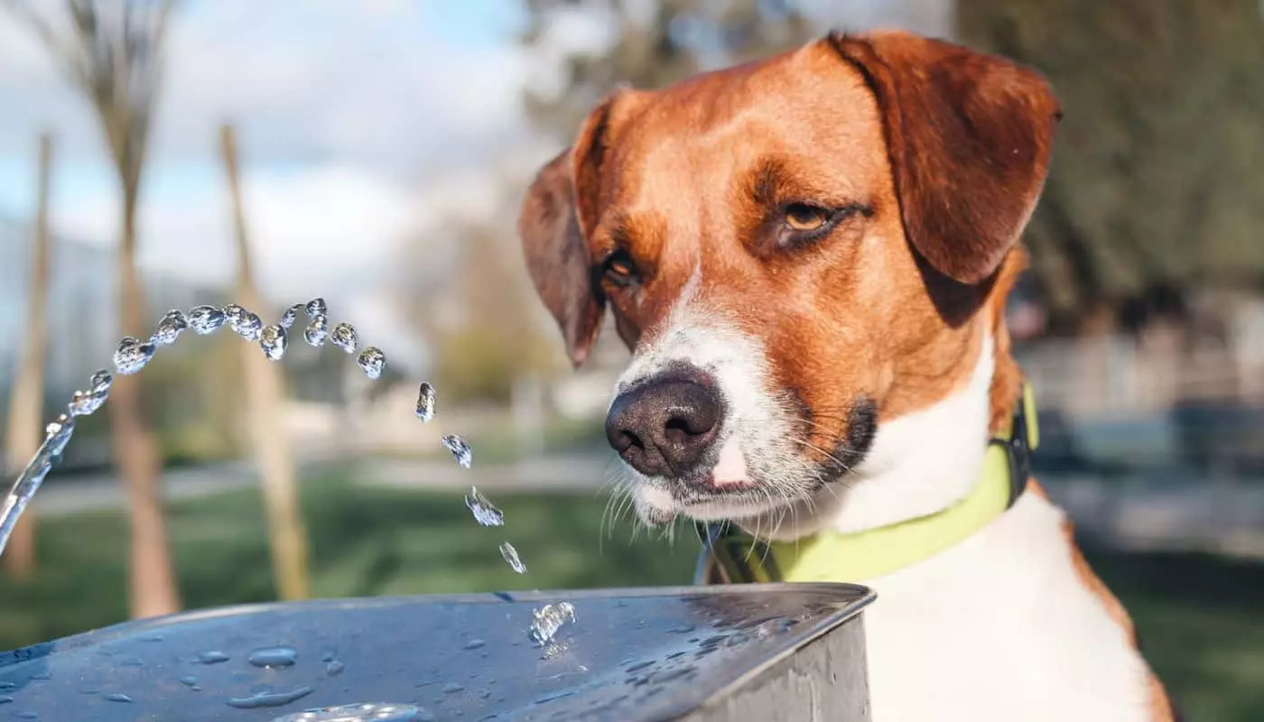Insufficienza Renale nel Cane: Cause, Sintomi e Strategie Alimentari per un Benessere Ottimale