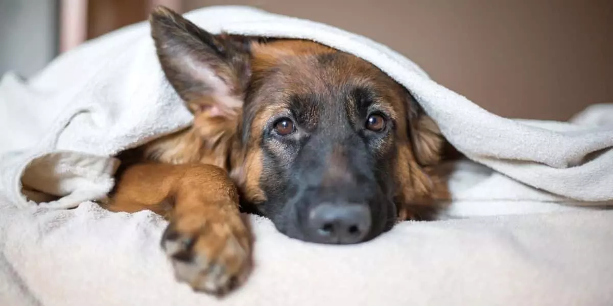Alimenti per cani con problemi alle ghiandole perianali: soluzioni nutrizionali per il benessere