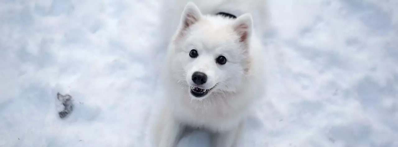 Rafforzare il Sistema Immunitario Canino: Una Guida Completa