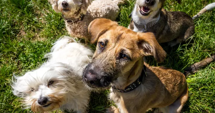 Svelare l'Età Canina: Un Calcolo Lontano dai Miti