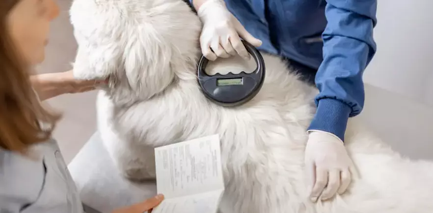 L'Importanza Cruciale del Microchip Canino: Identificazione, Sicurezza e Normative in Italia