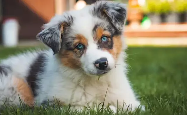 Guida alla Scelta del Nome Perfetto per il Tuo Cucciolo: L'Originalità della Lettera 'U'