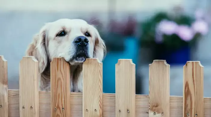Guida Definitiva alla Scelta del Nome Perfetto per il Tuo Cane Maschio