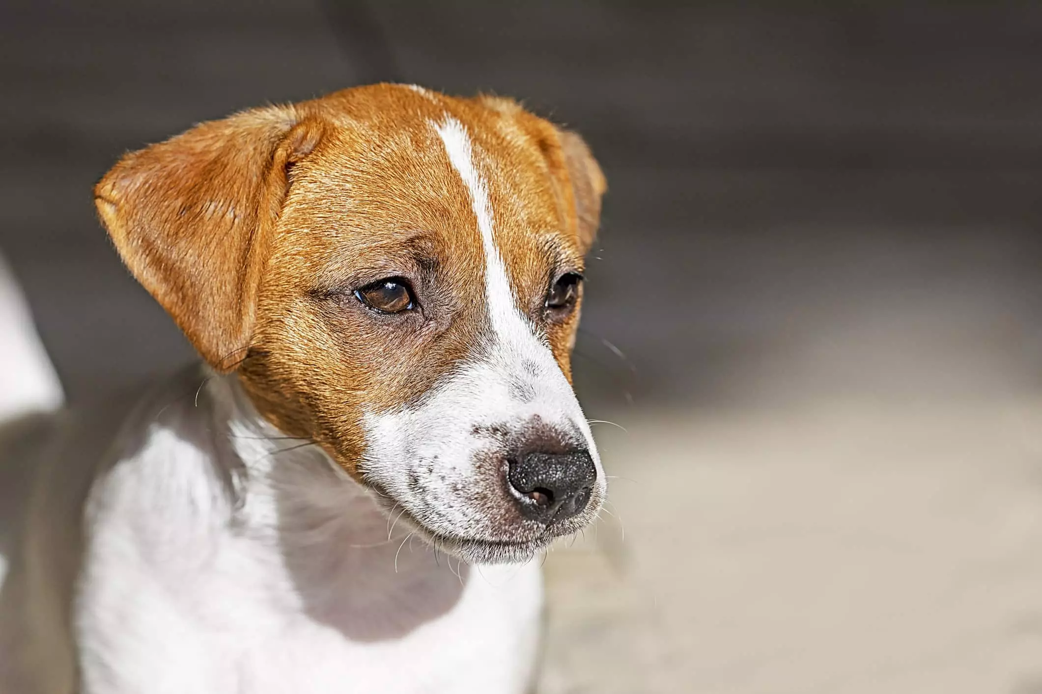 Guida Nutrizionale per Cani con Parassiti Intestinali