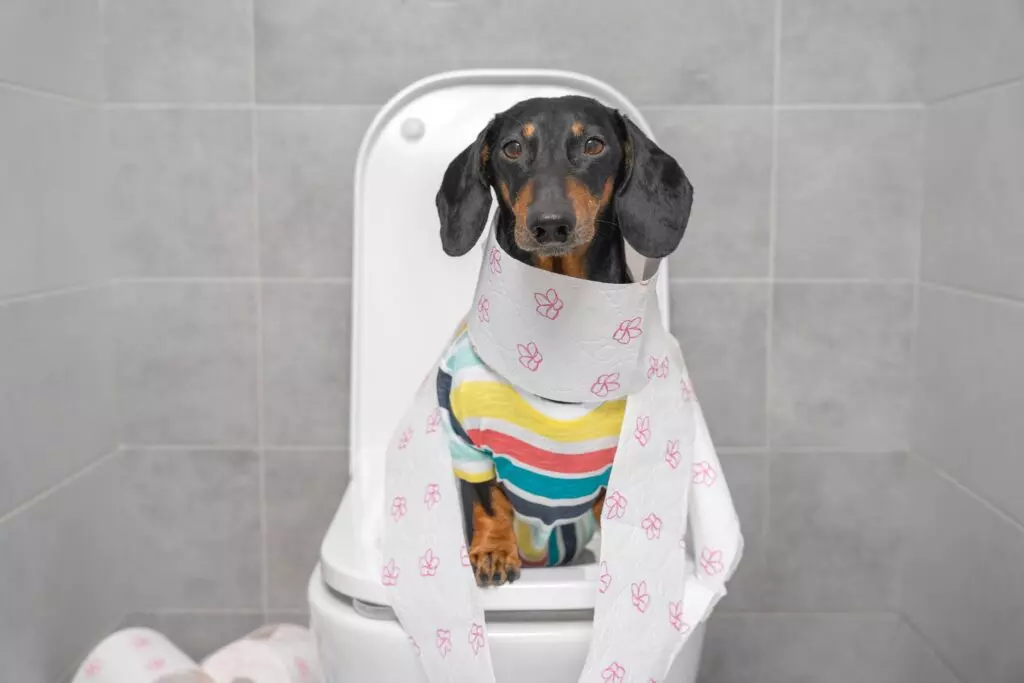 Diarrea nei Cani: Cause, Soluzioni e Alimentazione Ottimale