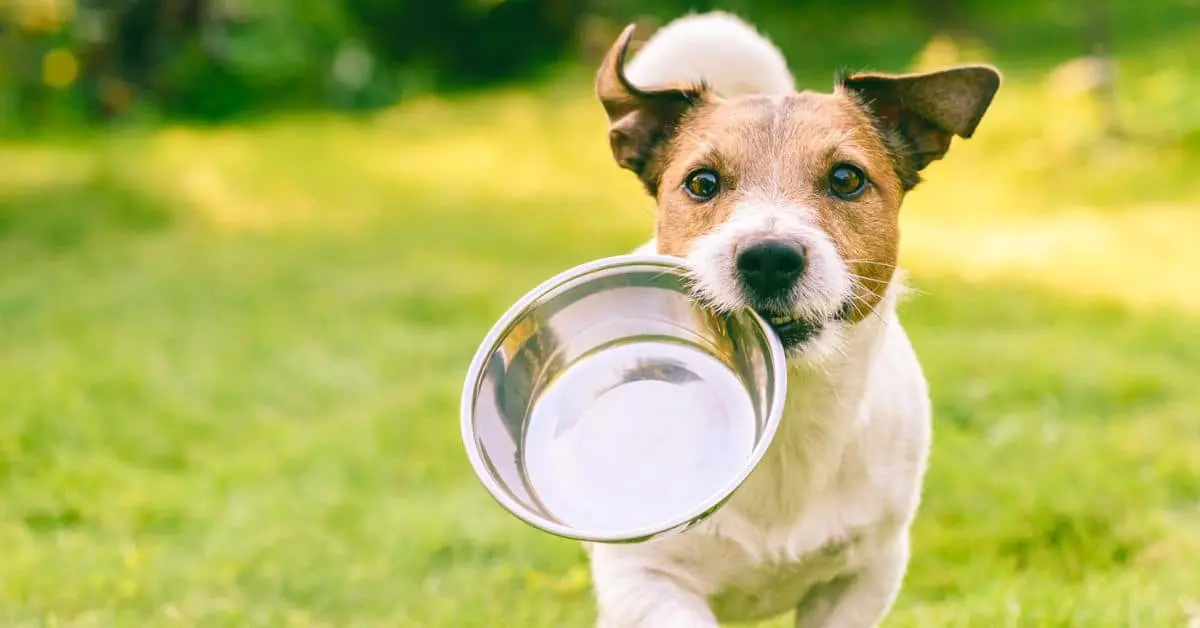 Misurazione delle crocchette per cani senza bilancia: una guida completa