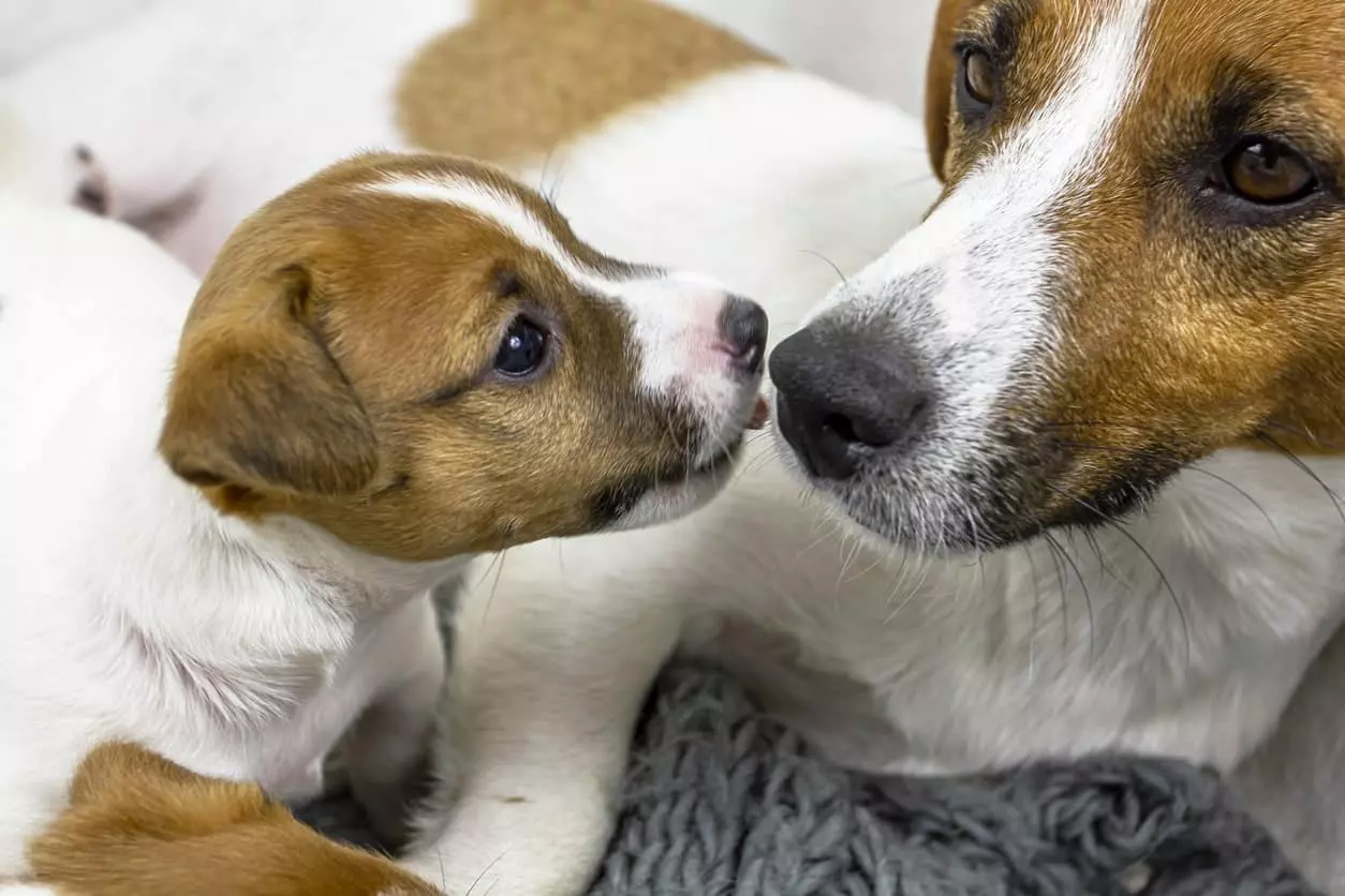Nutrizione Materna Post-Parto e Svezzamento dei Cuccioli