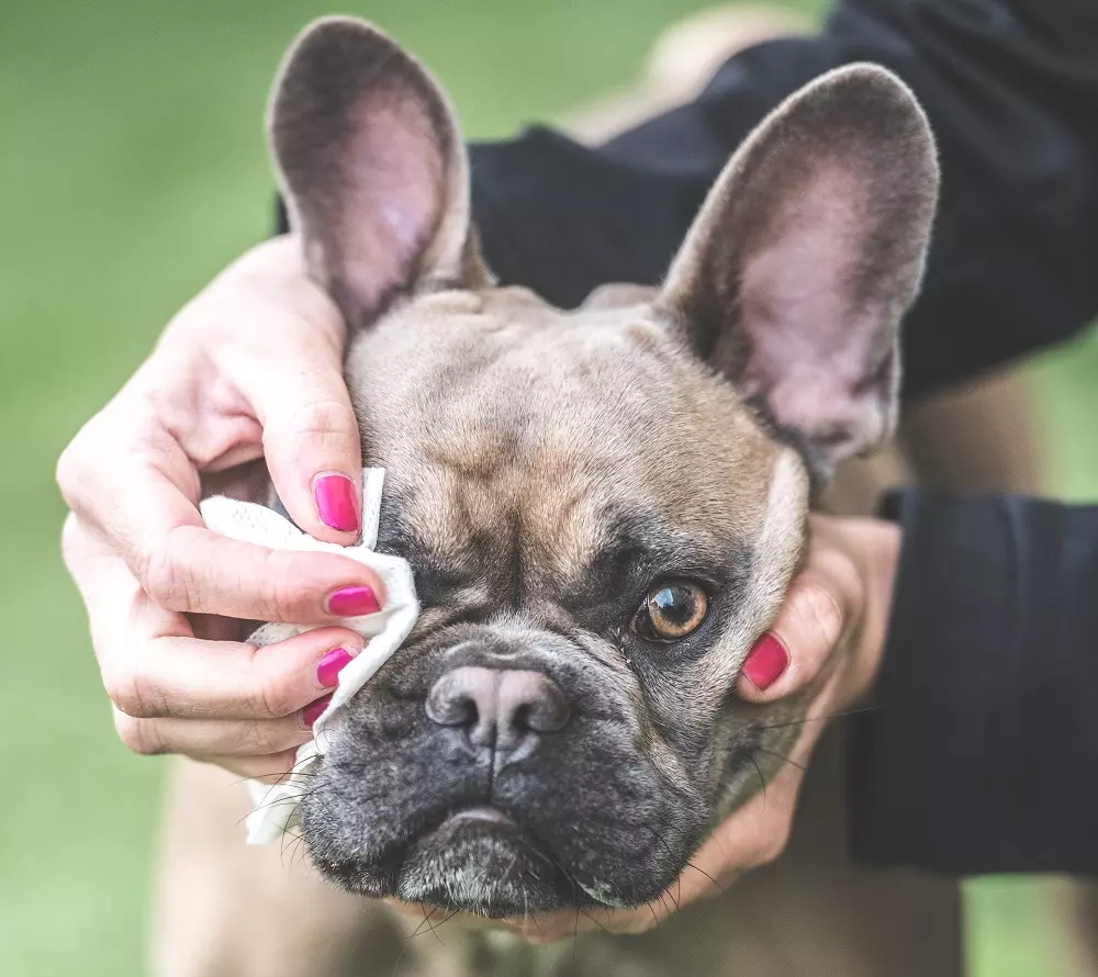Vacanze con Animali Domestici: Guida Completa per il Benessere dei Tuoi Compagni a Quattro Zampe