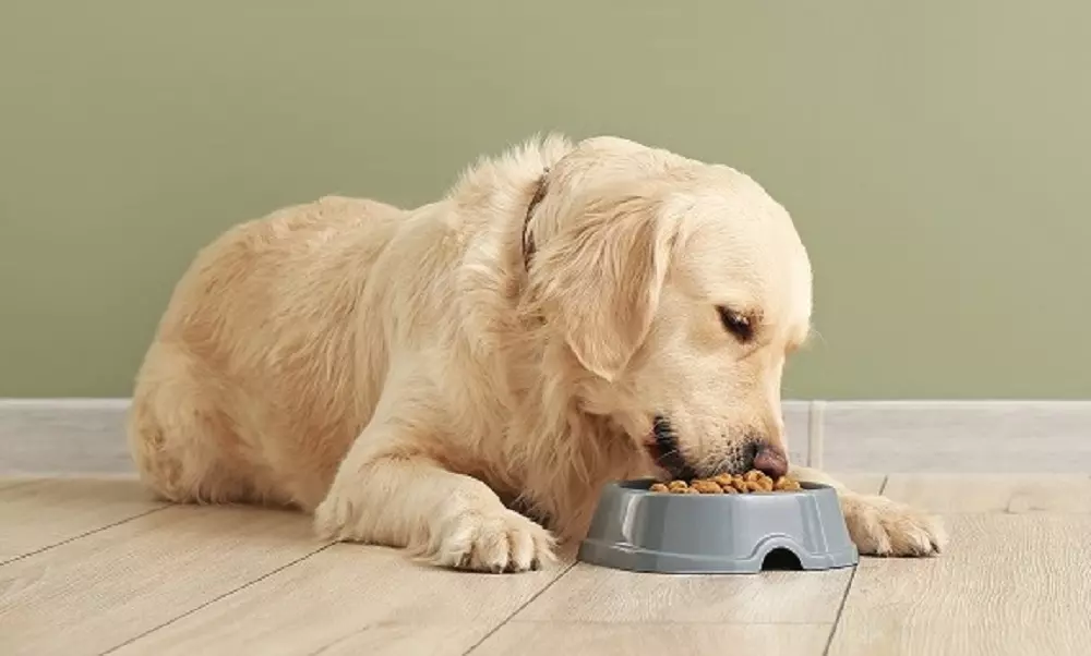 Intolleranze Alimentari Canina: Riconoscimento e Strategie di Gestione