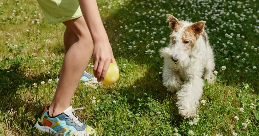 Integratori naturali per cani: guida completa alla scelta e ai benefici
